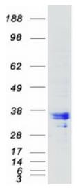 SDS-PAGE (RNASEH1-1574H).jpg